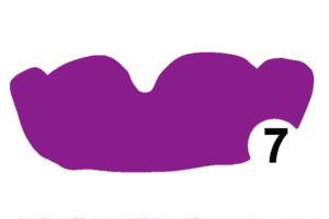 07 Lilac